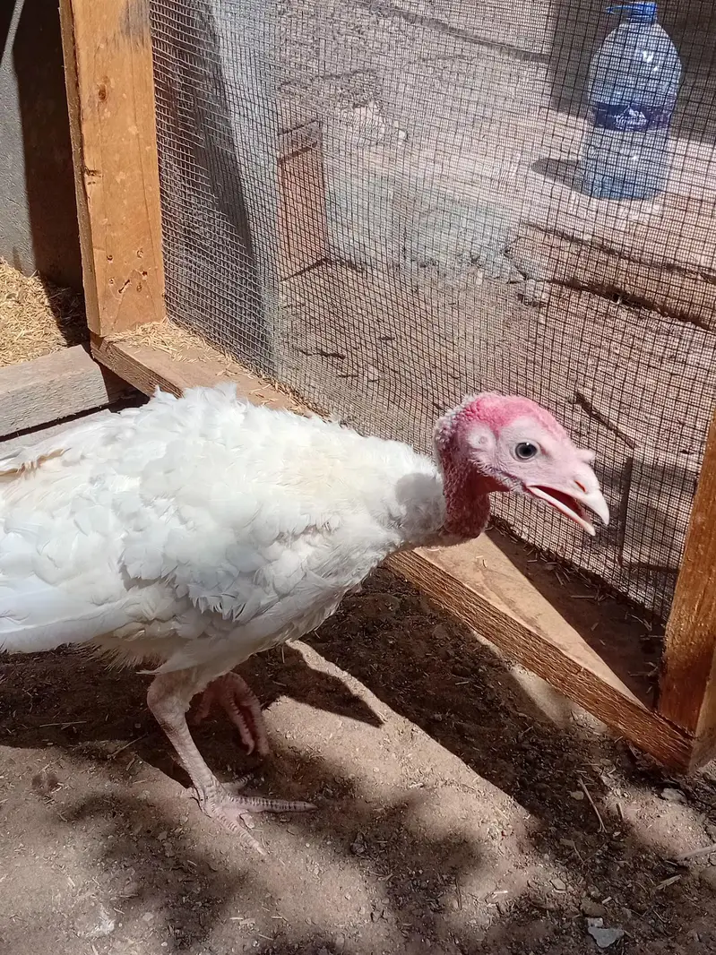 beautiful light Columbian brahma Male age 7 months and Turkeywhitepair — photo 6