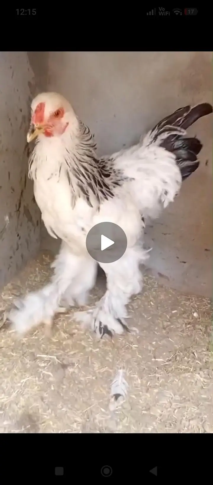 beautiful light Columbian brahma Male age 7 months and Turkeywhitepair — photo 7