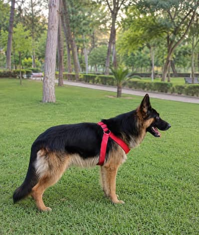 German Shepherd 03135989145