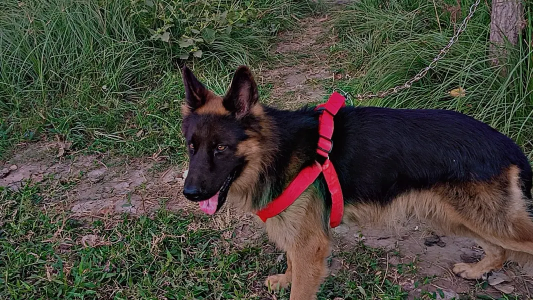 German Shepherd 03135989145 — photo 3