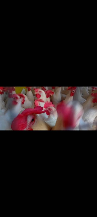 Leghorn, w36 Farmi anda dene wali murghi