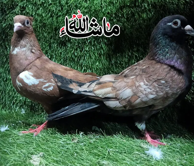 Fancy Beautiful 100%Breder Pair For Sale