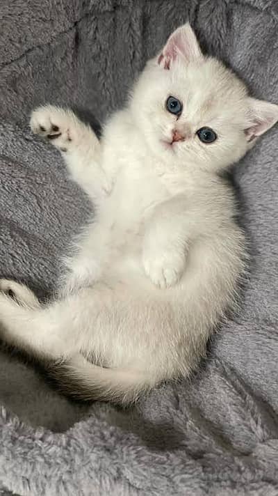 British Short Hair Kittens Available