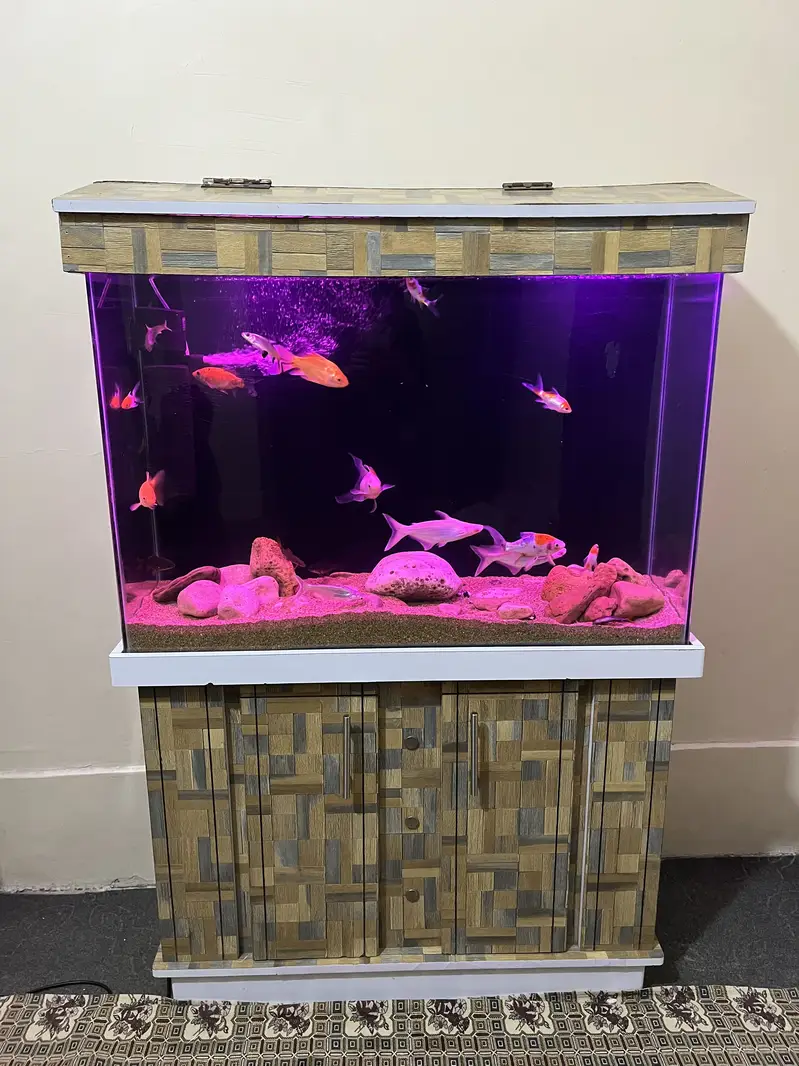 3 fit Aquarium & fishes