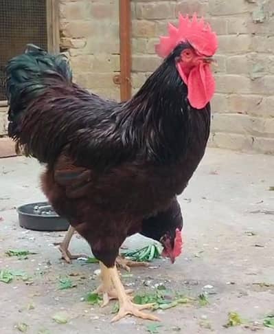Wyandotte & RIR Heritage Fertile Eggs