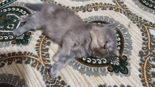 Persian Double Cot