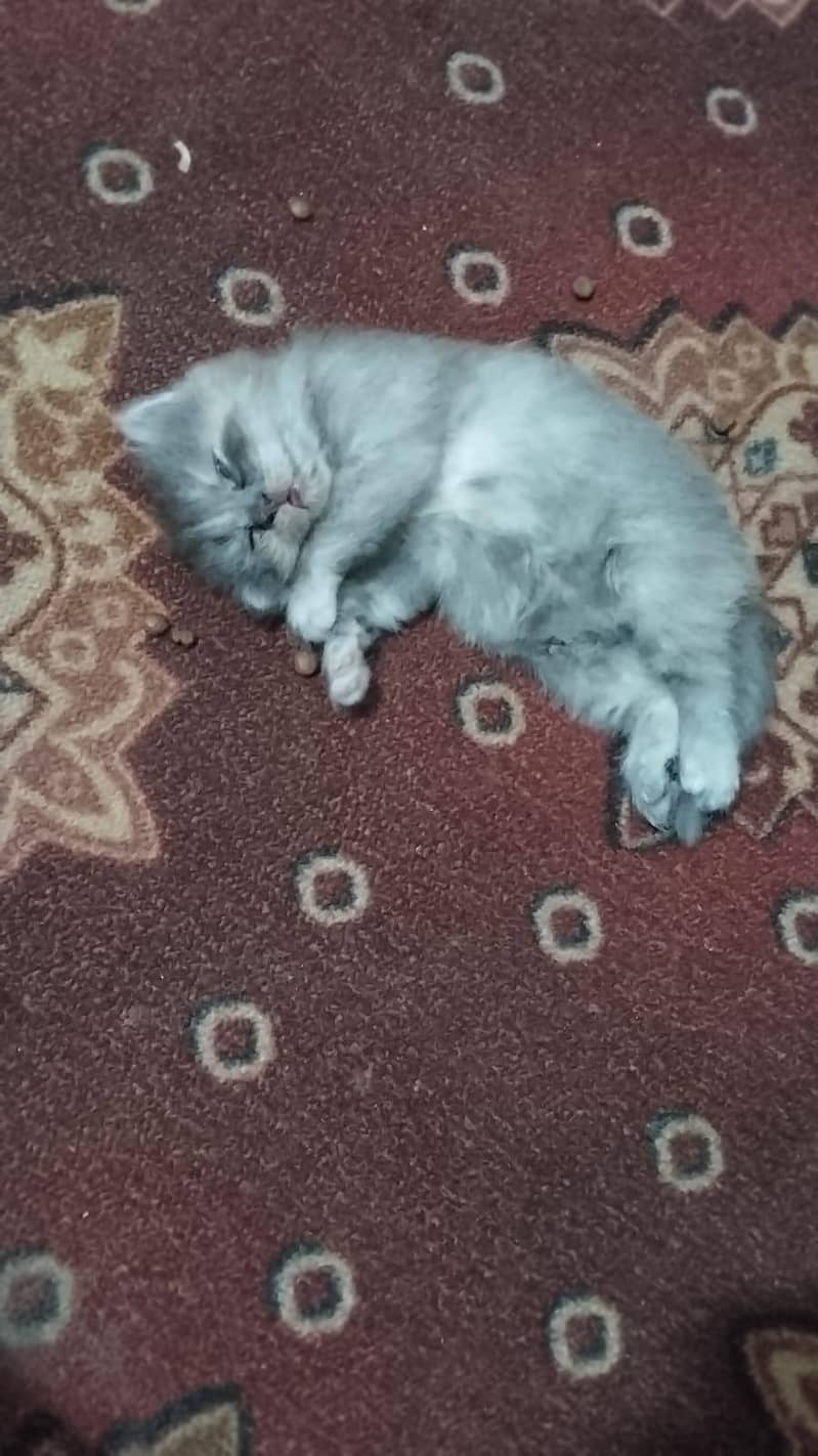 Persian Double Cot 1