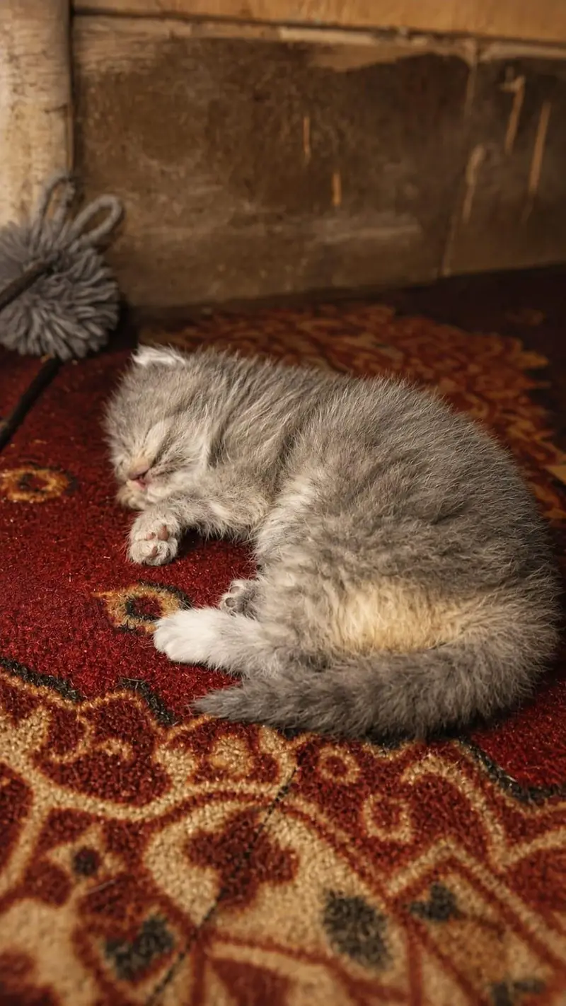 Persian Double Cot — photo 3