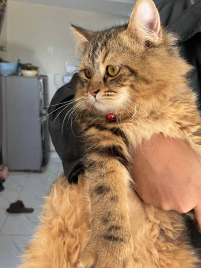 full litre train heathy siberian kitten