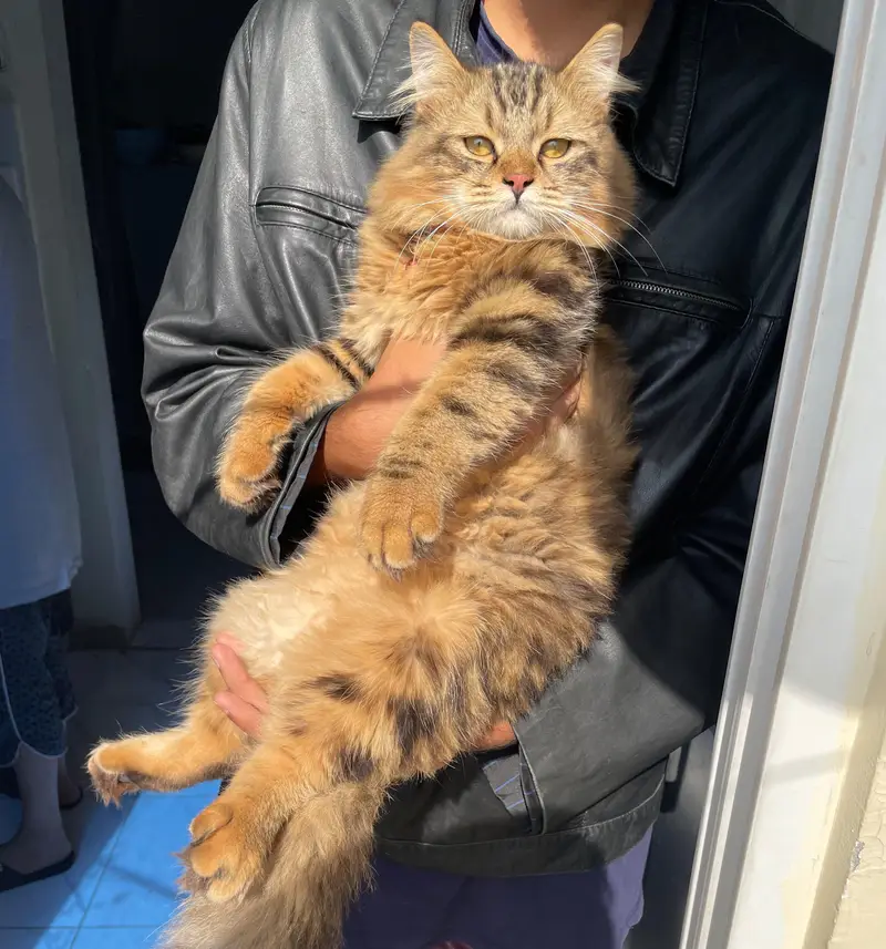 full litre train heathy siberian kitten — photo 2
