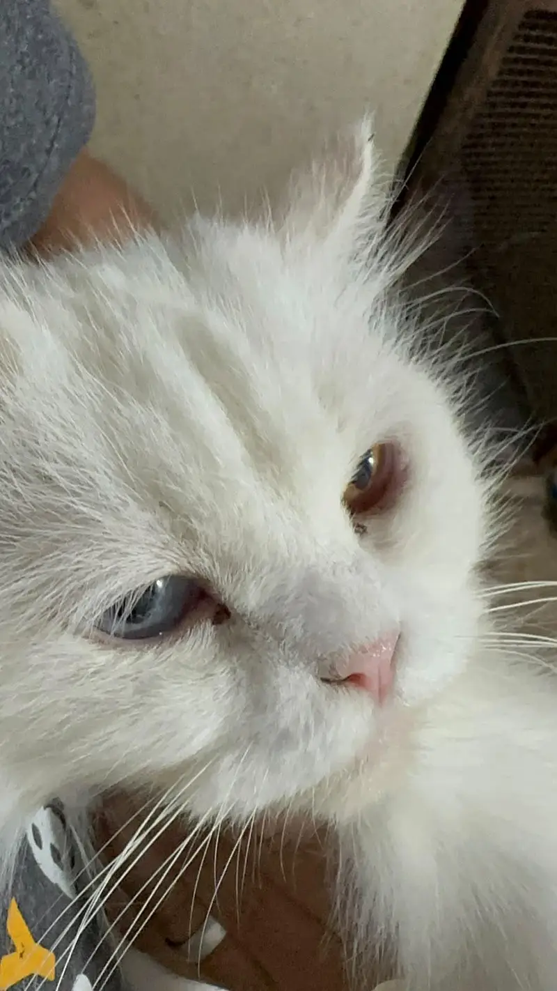 Persian Cat pair with accessories — photo 3