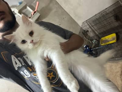 Persian Cat pair with accessories