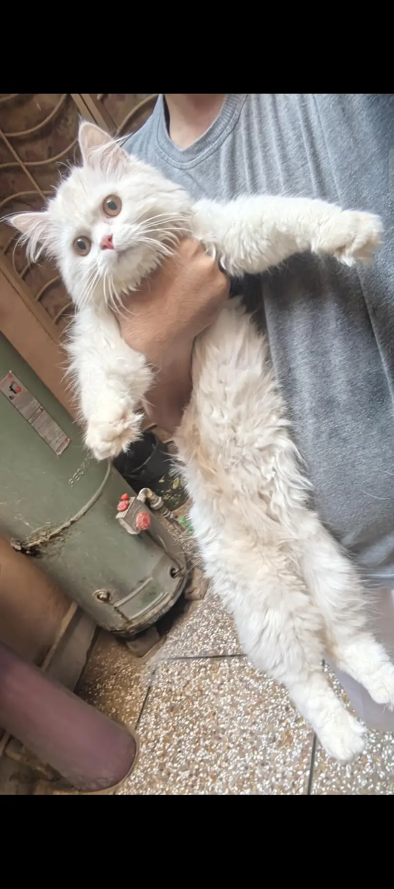 Persian Cat pair with accessories — photo 2