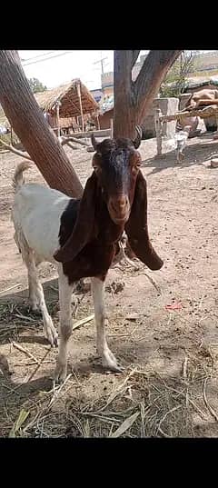 kamori phat first time Bache degi wtsap pr vedio mil jae gi