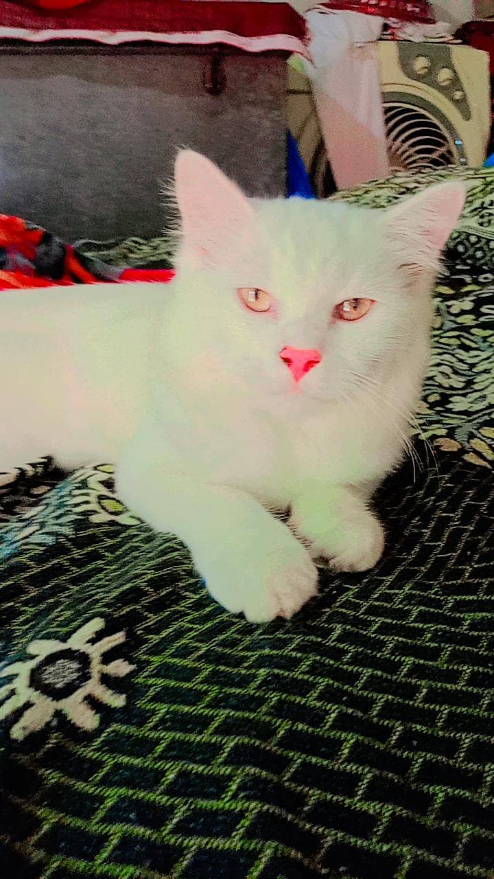 persian 0