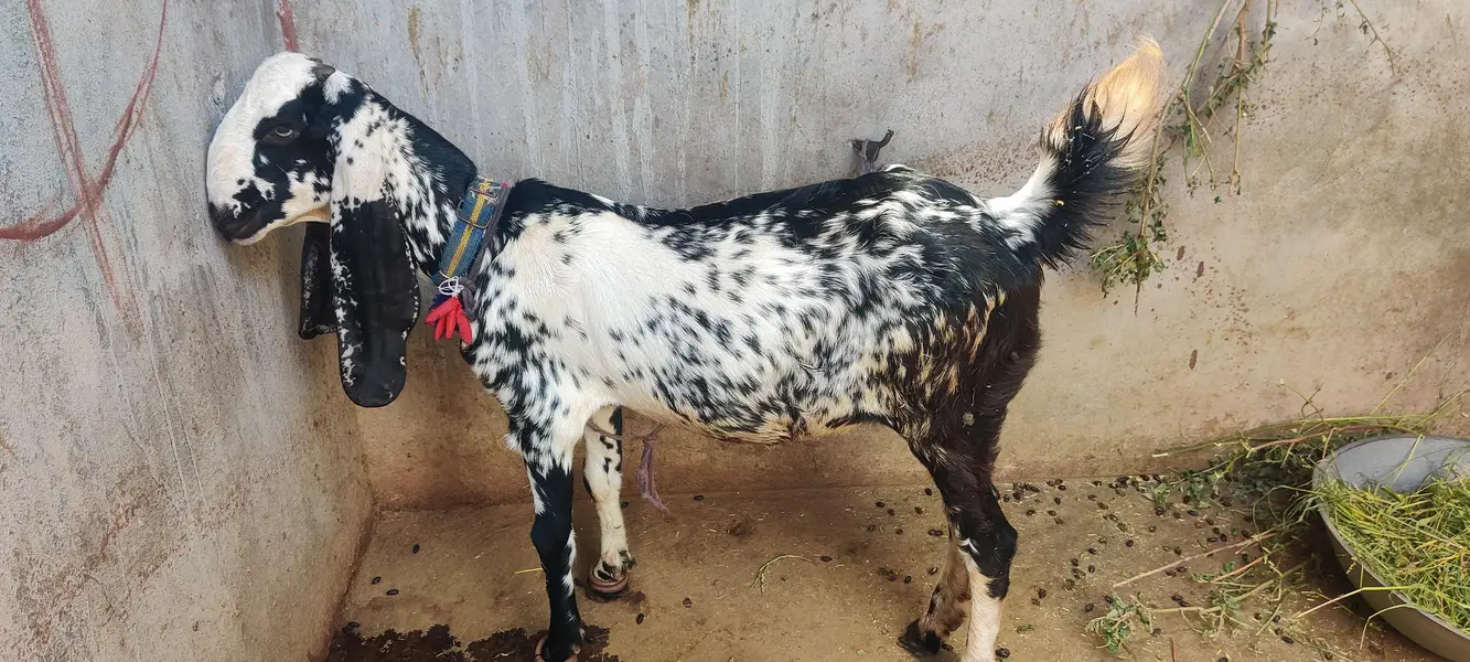 Bakri for sale