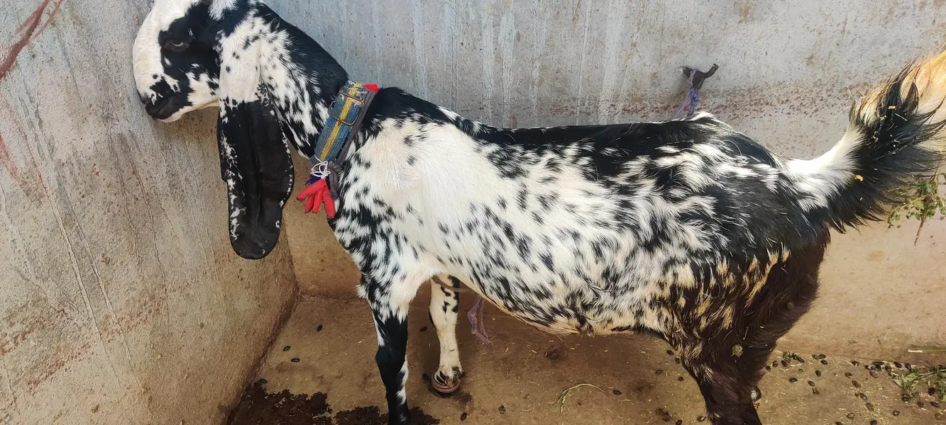 Bakri for sale — photo 2