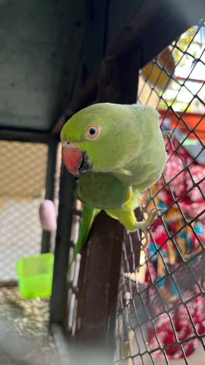 green parrots for sale breeder pair