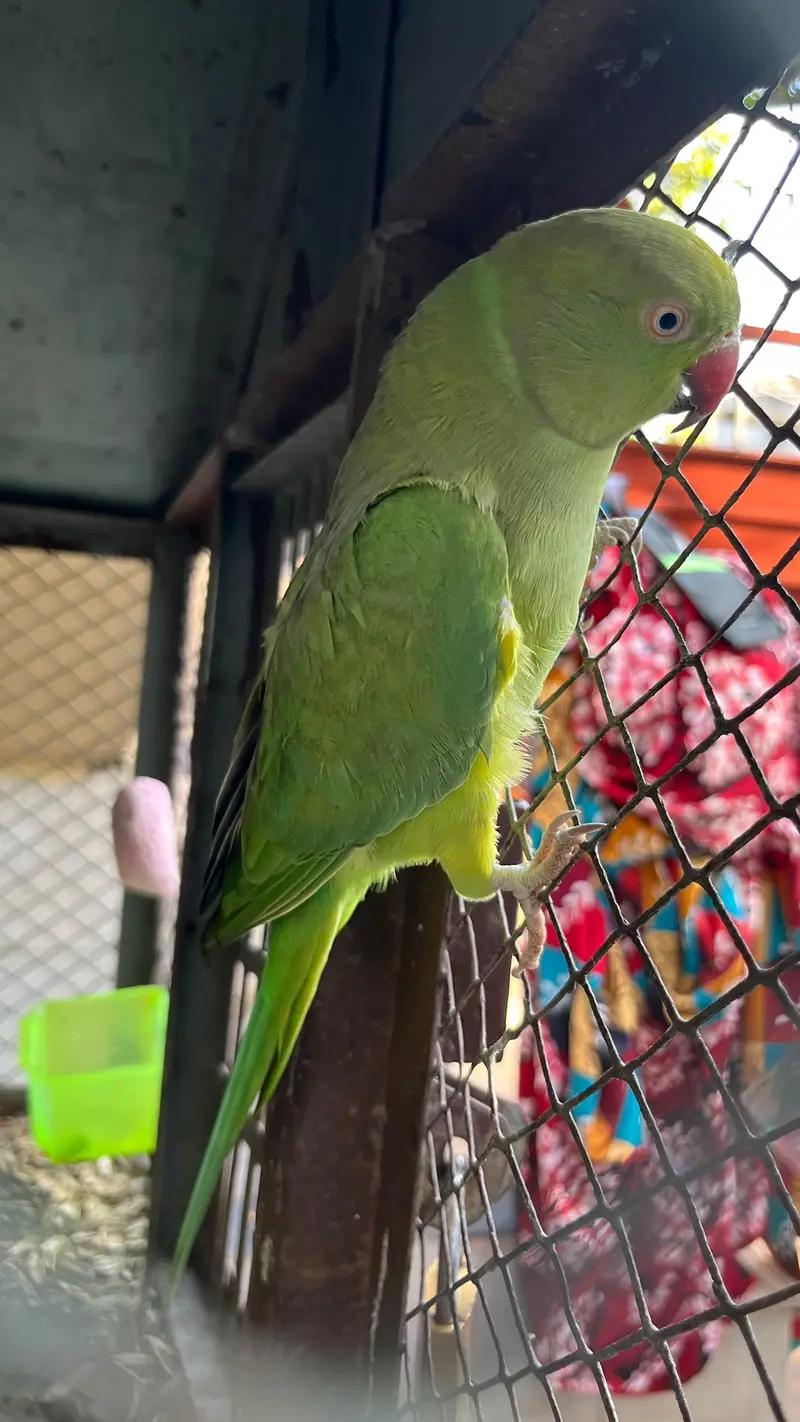 green parrots for sale breeder pair — photo 2
