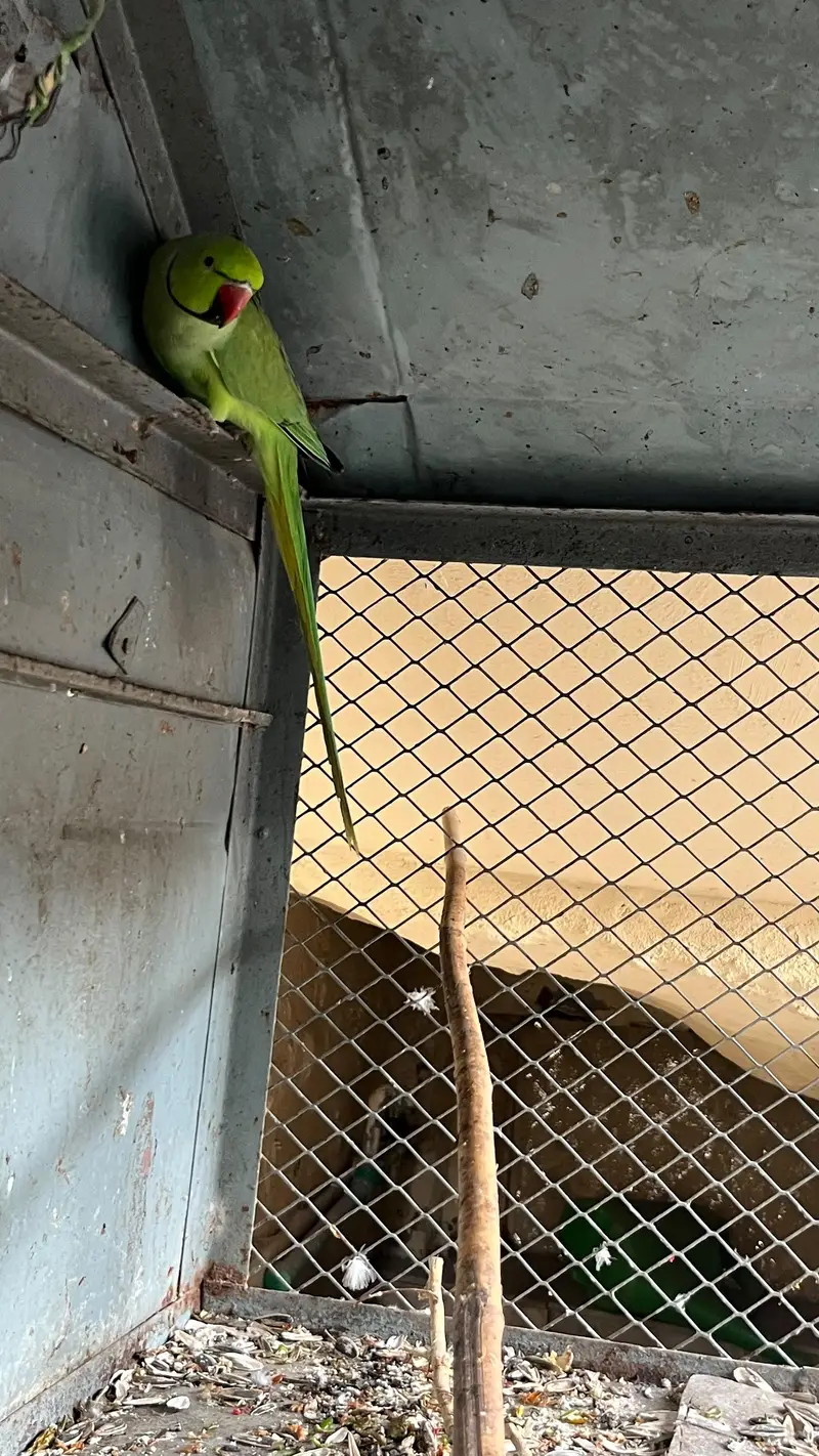 green parrots for sale breeder pair — photo 3