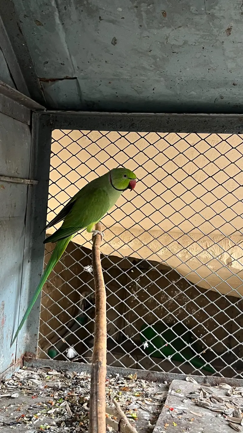 green parrots for sale breeder pair — photo 4