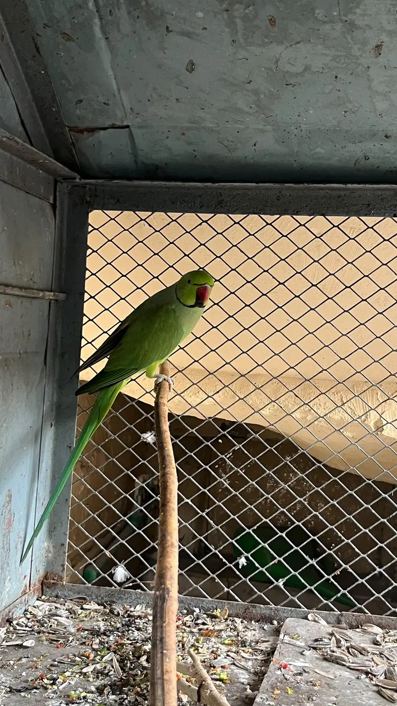 green parrots for sale breeder pair — photo 5