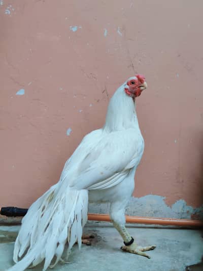 parrot beak male