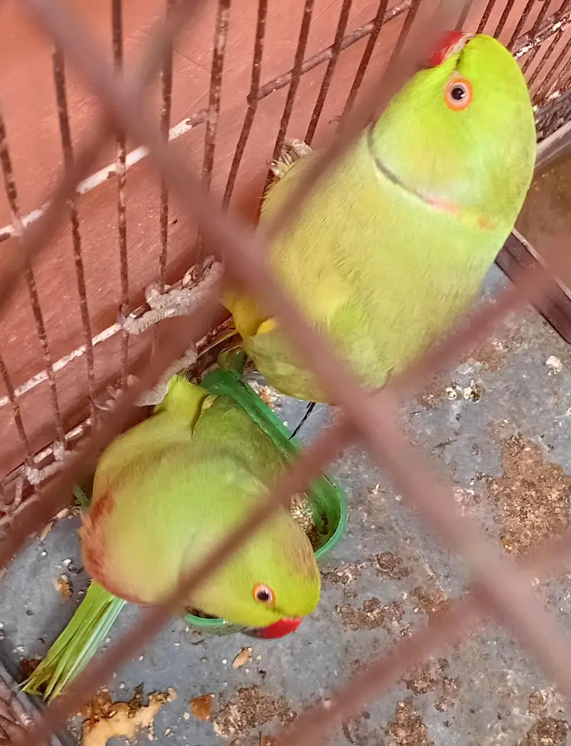 ringneck breedr pair with cage — photo 2