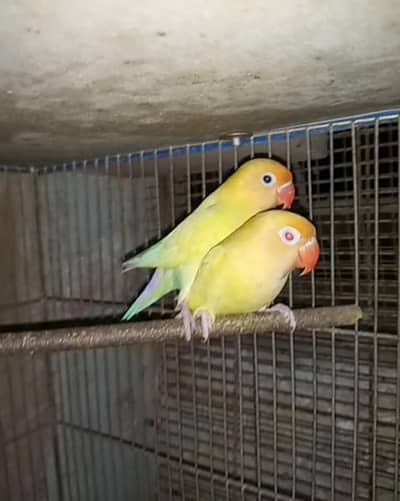 lovebirds breedar pairs