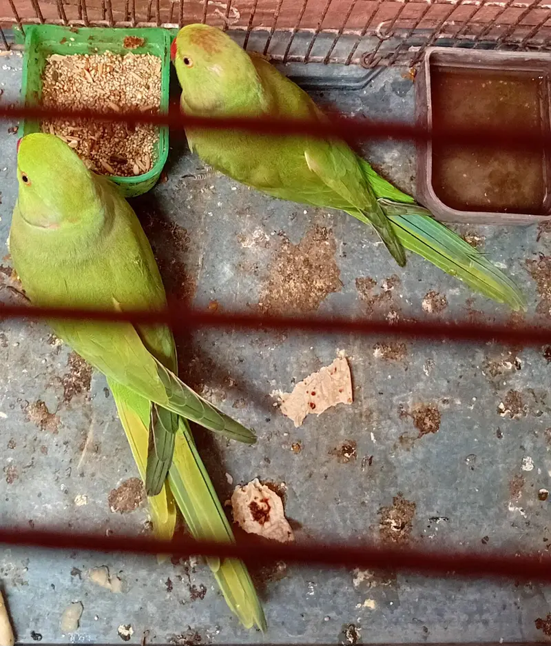 ringneck breedr pair with cage — photo 3