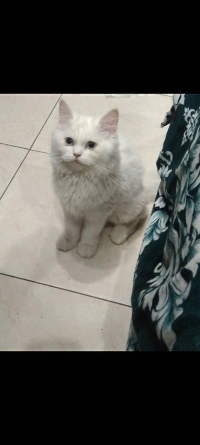 Urgent sale . . . Male and female cute persian kittens