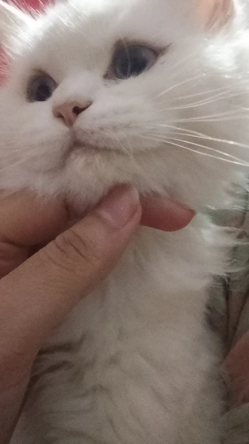 Urgent sale . . . Male and female cute persian kittens — photo 2