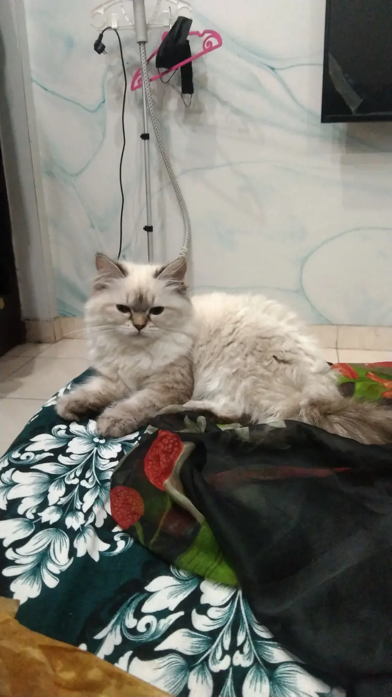 Urgent sale . . . Male and female cute persian kittens — photo 3