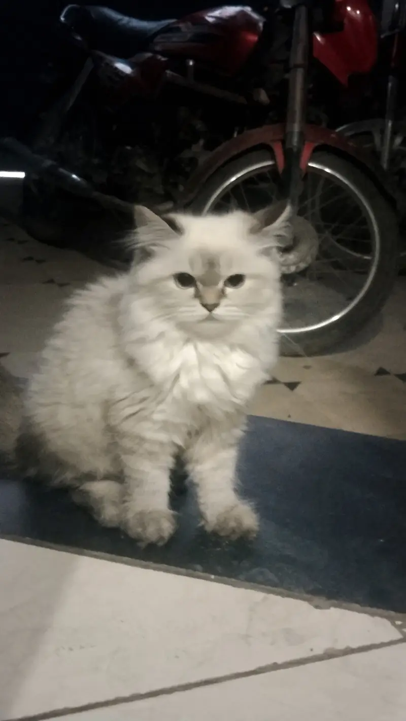Urgent sale . . . Male and female cute persian kittens — photo 4