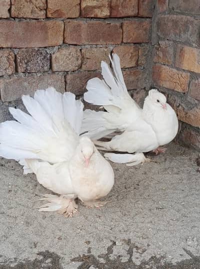Breeder pair