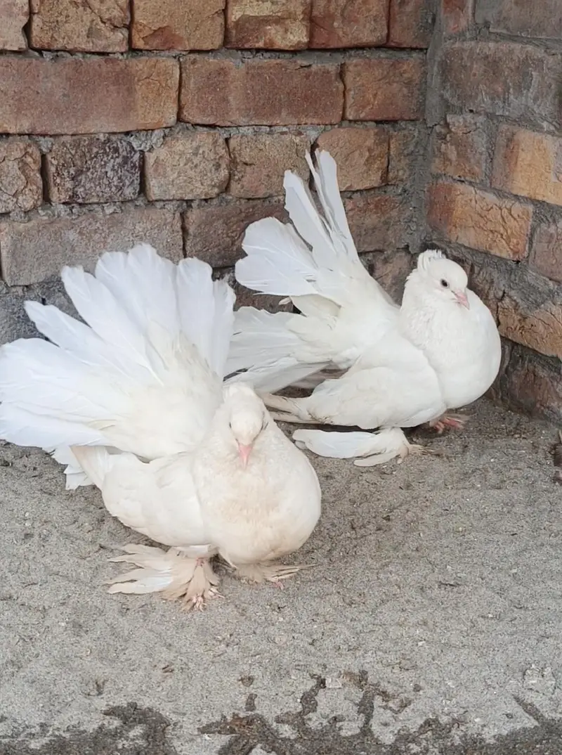Breeder pair
