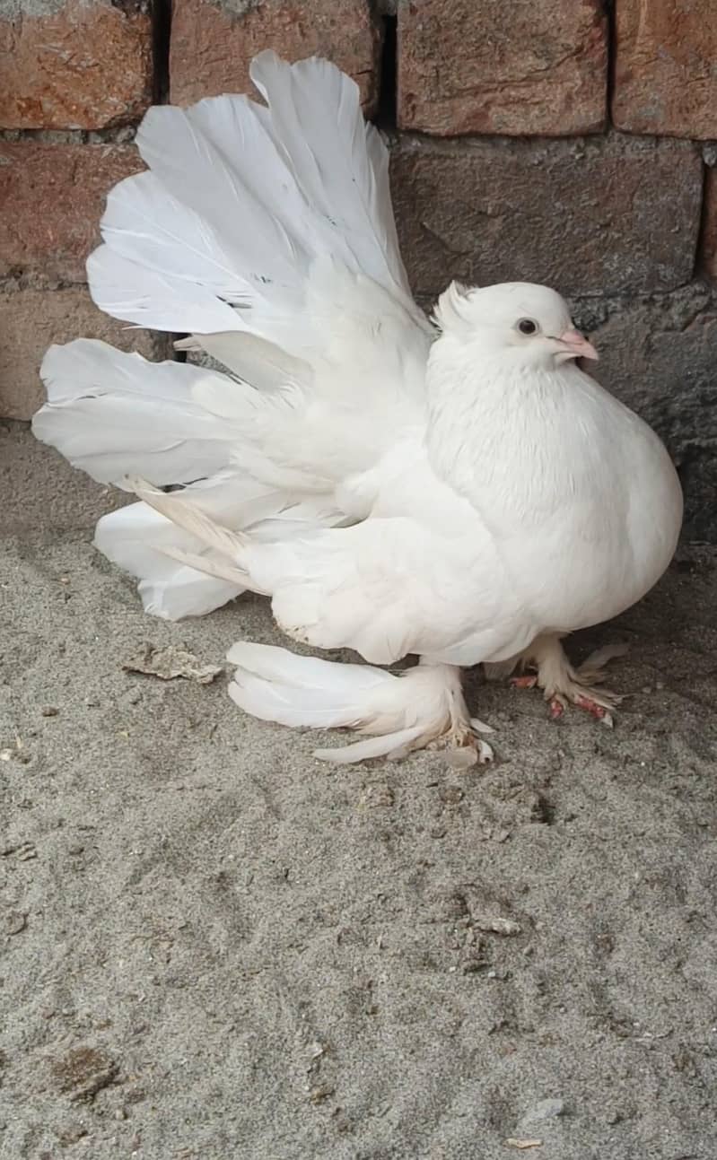 Breeder pair 1