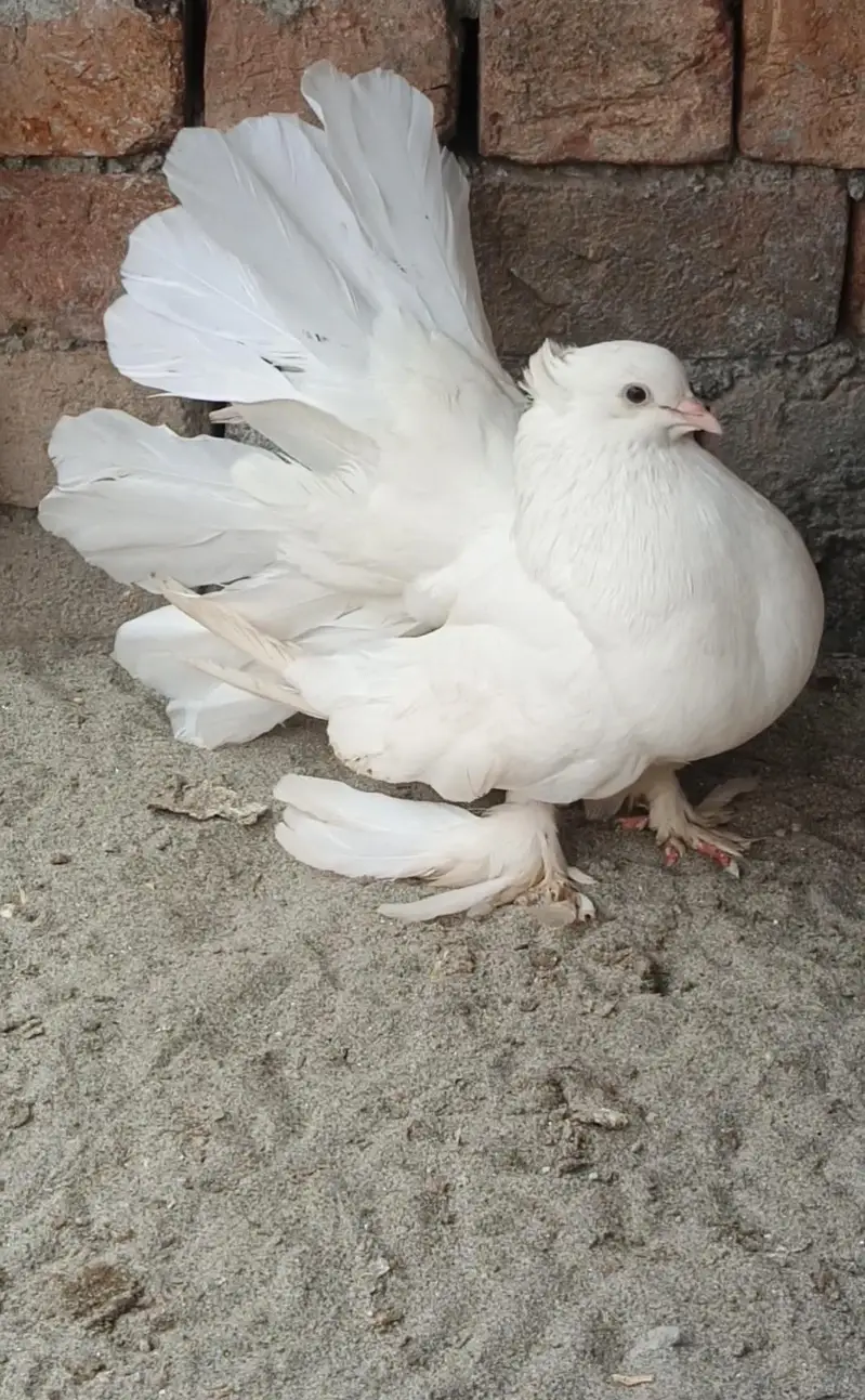 Breeder pair — photo 2
