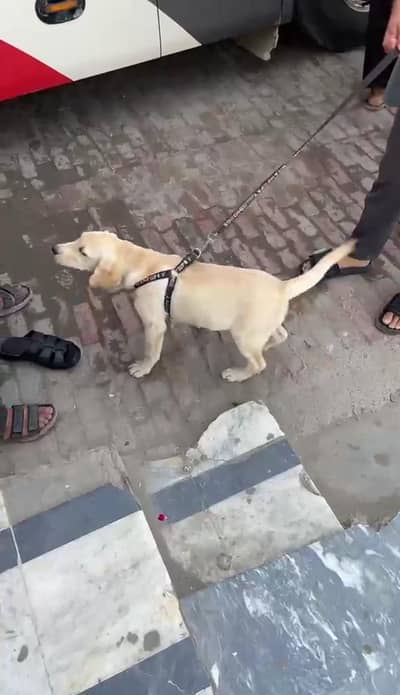 Pure Golden Labrador Female Puppy 4 Months - Gujranwala