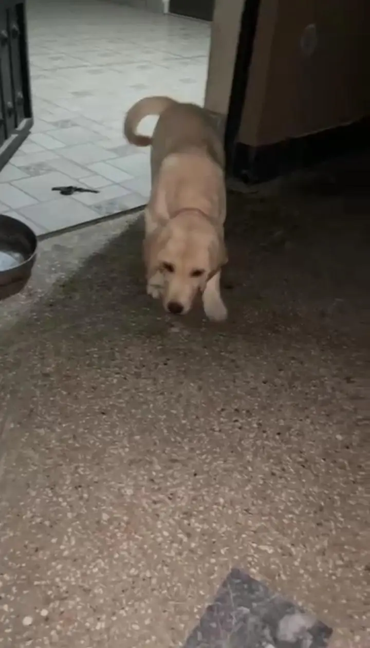 Pure Golden Labrador Female Puppy 4 Months - Gujranwala — photo 2
