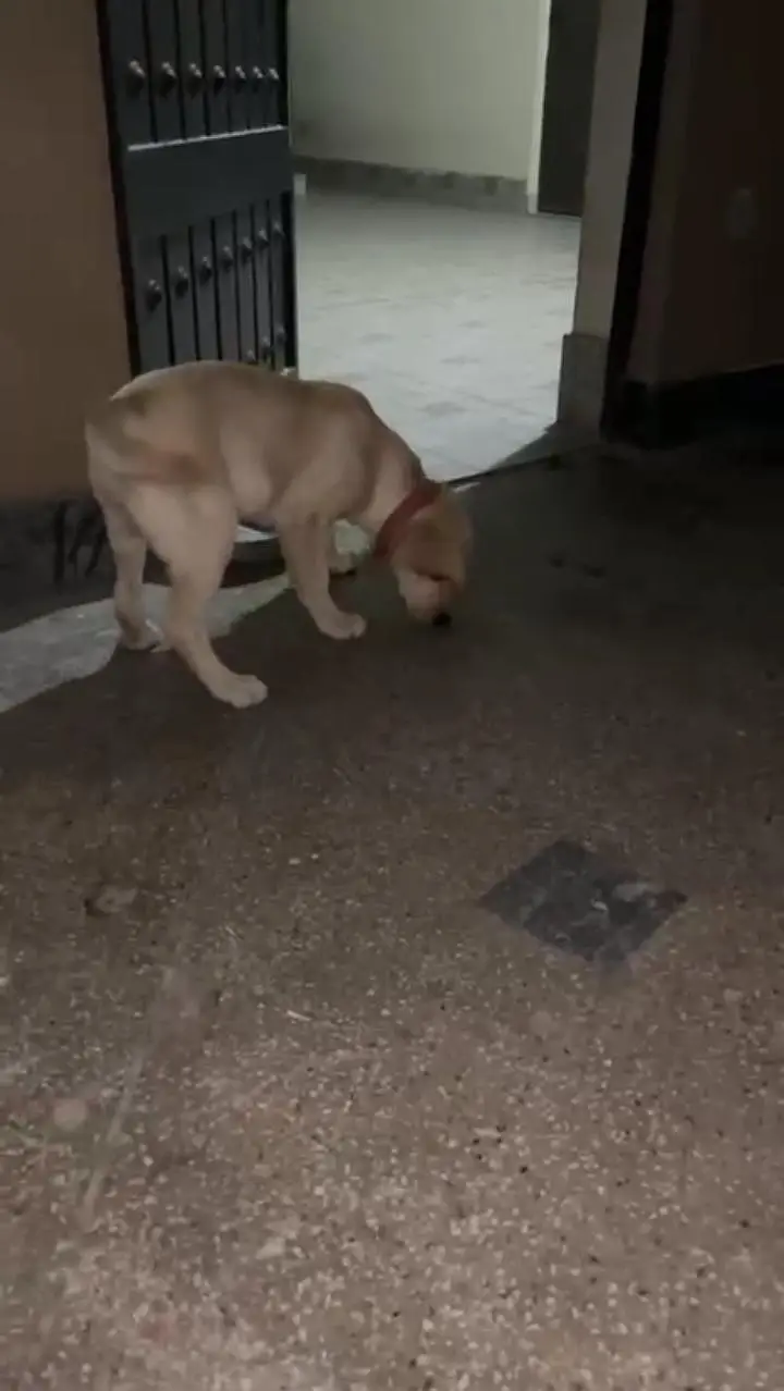 Pure Golden Labrador Female Puppy 4 Months - Gujranwala — photo 3