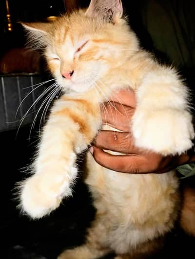 triple coat female kitten