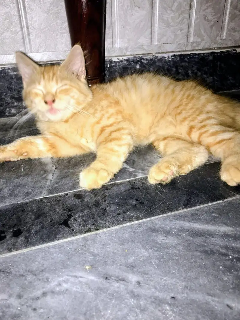 triple coat female kitten — photo 2