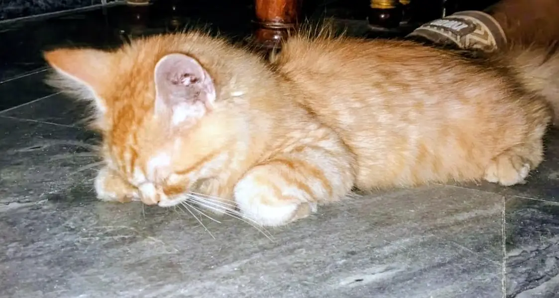 triple coat female kitten — photo 3