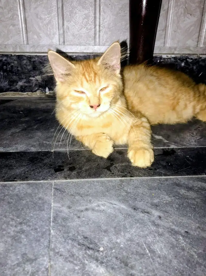 triple coat female kitten — photo 4