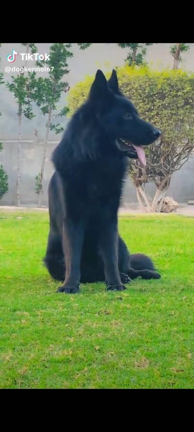 German Shepherd Black