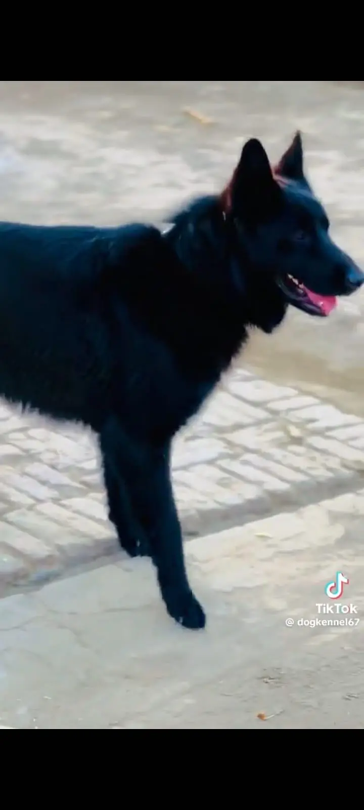 German Shepherd Black — photo 2