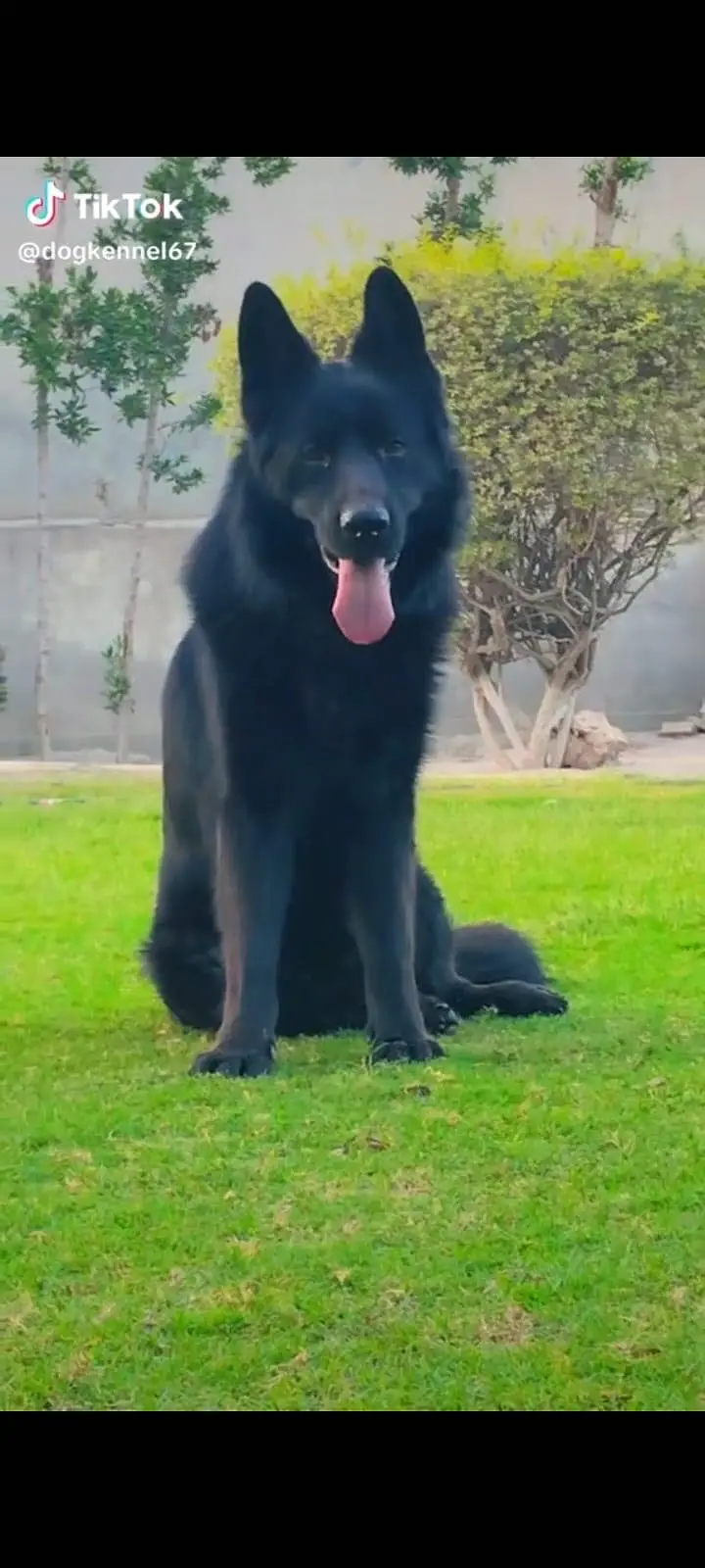 German Shepherd Black — photo 3