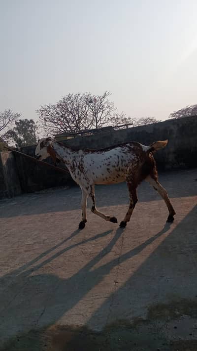 white and brown goat