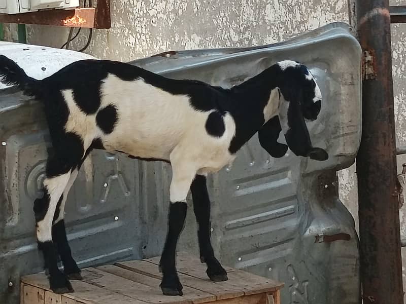 cross breed 0